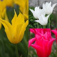 Tulip Lily-flowered Collection (60 bulbs)